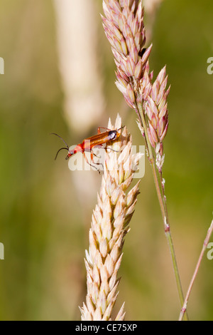 Käfer (Rhagonycha Fulva) thront auf einem Rasen-Stiel Stockfoto