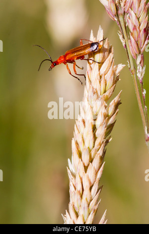 Käfer (Rhagonycha Fulva) thront auf einem Rasen-Stiel Stockfoto