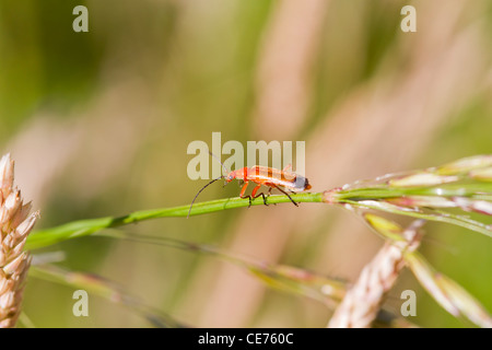 Käfer (Rhagonycha Fulva) thront auf einem Rasen-Stiel Stockfoto