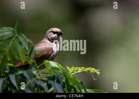 Bucht-winged Kuhstärlinge (Agelaioides Badius Badius), Bay-winged Unterarten Stockfoto