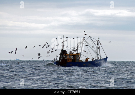 Angelboot/Fischerboot von Möwen verfolgt, wie der Fang sortiert und entkernt ist. die Möwen ernähren sich von Rückwürfen und Eingeweide über Bord geworfen Stockfoto