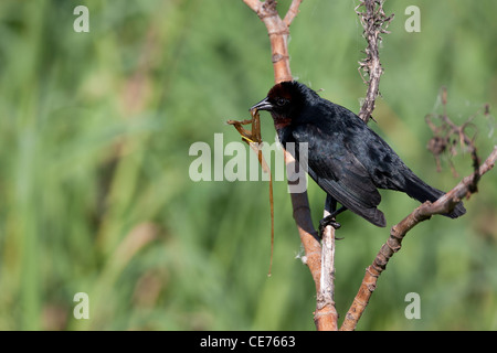 Kastanien-capped Blackbird (Chrysomus Ruficapillus Ruficapillus) männlich in der Buenos Aires ökologische Reserve Stockfoto