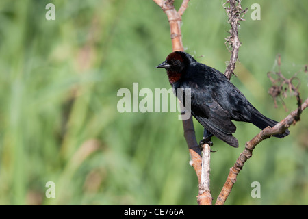 Kastanien-capped Blackbird (Chrysomus Ruficapillus Ruficapillus) männlich in der Buenos Aires ökologische Reserve Stockfoto