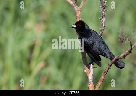 Kastanien-capped Blackbird (Chrysomus Ruficapillus Ruficapillus) männlich in der Buenos Aires ökologische Reserve Stockfoto