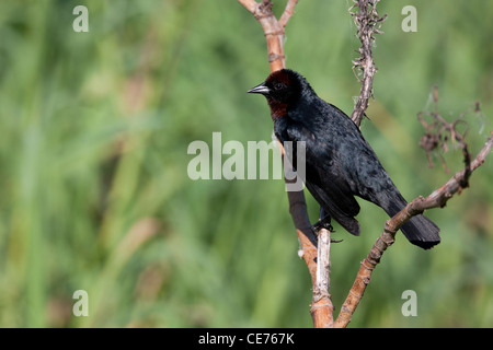 Kastanien-capped Blackbird (Chrysomus Ruficapillus Ruficapillus) männlich in der Buenos Aires ökologische Reserve Stockfoto