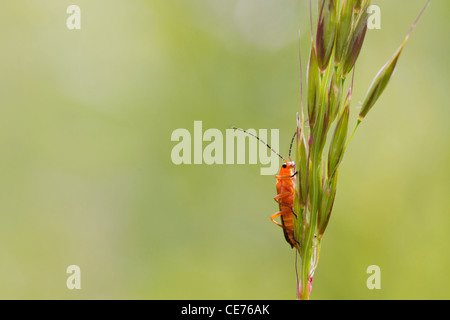 Käfer (Rhagonycha Fulva) thront auf einem Rasen-Stiel Stockfoto