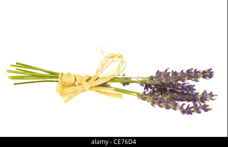 trockene Lavendel Blume isoliert auf weißem Hintergrund Stockfoto