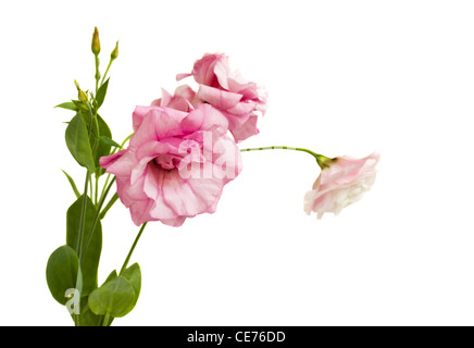 Blumenstrauß Eustoma isoliert auf weiss Stockfoto