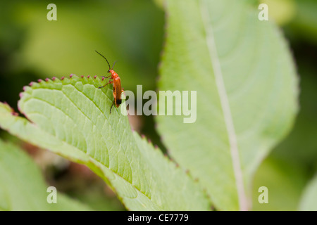 Käfer (Rhagonycha Fulva) thront auf einem Blatt Stockfoto