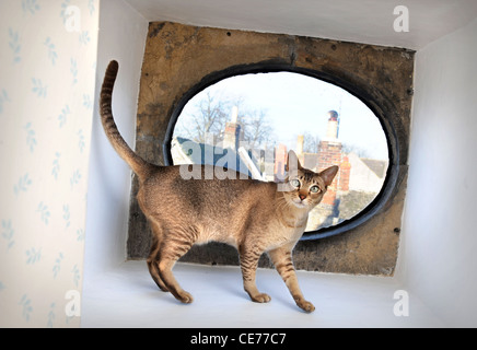 Ein Haustier Katze in einem Fenster Alkoven eines historischen Stadthauses, Gloucestershire UK Stockfoto