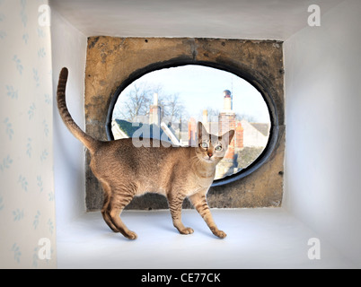 Ein Haustier Katze in einem Fenster Alkoven eines historischen Stadthauses, Gloucestershire UK Stockfoto