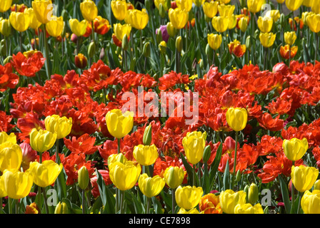 Eine massierten Anzeige von Tulpen an Floriade, Canberra, Australian Capital Territory, Australien Stockfoto