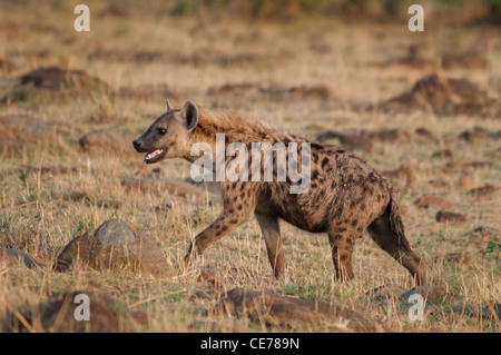 Hyäne, Crocuta Crocuta, mit Mund zu öffnen, zu Fuß in die Masai Mara National Reserve, Kenia, Afrika entdeckt Stockfoto