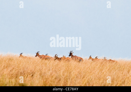 Herde von Topi auf der Ebene der Masai Mara, Kenia, Afrika Stockfoto