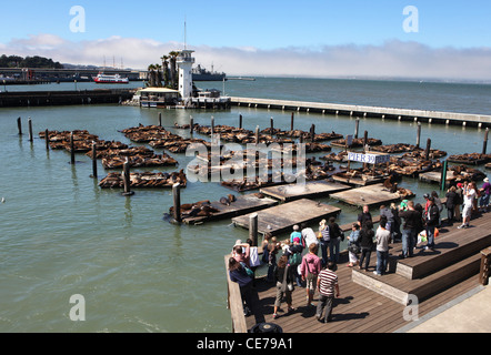 Seelöwen am Pier 39 San Francisco mit Forbes Island hinter Stockfoto