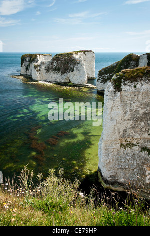 Old Harry Rocks in Dorset Stockfoto