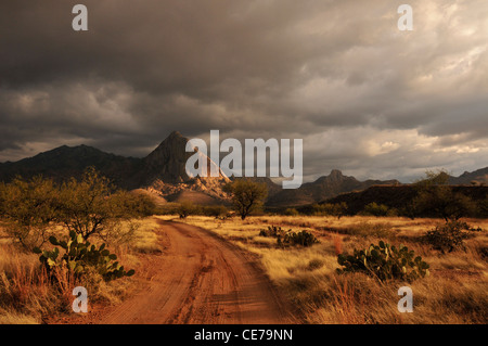 Elefantenkopf erhebt sich über die Wiesen in den Ausläufern der Santa Rita Mountains in der Sonoran Wüste, Arizona, USA. Stockfoto