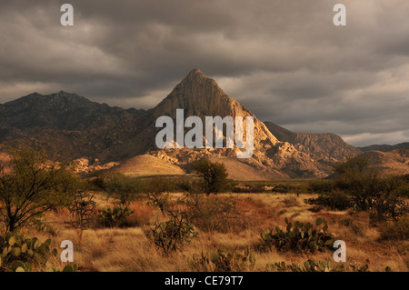 Elefantenkopf erhebt sich über die Wiesen in den Ausläufern der Santa Rita Mountains in der Sonoran Wüste, Arizona, USA. Stockfoto