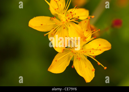 Pflanze, St Johns Wort, Hypericum Perforatum, Blumen. Stockfoto