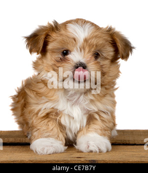 eine kleine braune flauschige Welpen, leckt seine Nase. sitzen auf einem Holzbrett isoliert auf einem weißen Hintergrund. Stockfoto