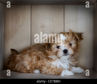 Ein netten kleiner und flauschiger brauner und weißer Hund Festlegung in einer Box mit Licht farbig Holz getäfelt. Stockfoto