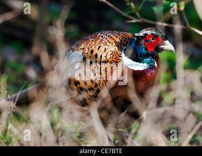 Gemeinsamen Fasan (Phasianus Colchicus). Stockfoto