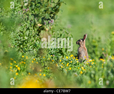 Gemeinsamen Kaninchen (Oryctolagus Cuniculus) Stockfoto