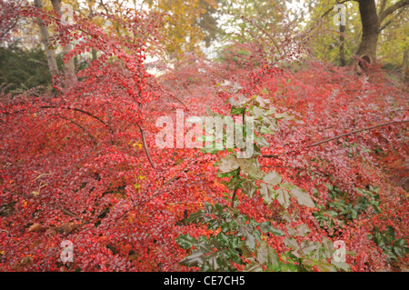 Sträucher in bunten Herbstfarben Stockfoto