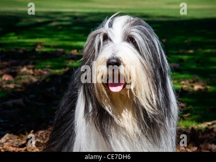 Porträt von einem Bearded Collie sitzt in einem park Stockfoto