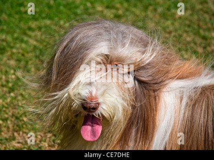 Porträt von einem Bearded Collie mit einem Auge zeigt Stockfoto
