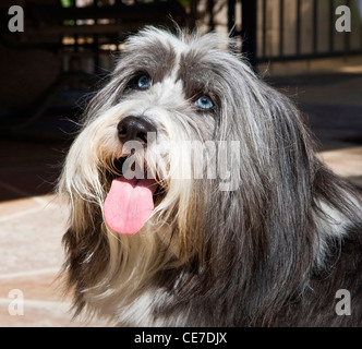 Porträt von einem Bearded Collie mit sehr blaue Augen sitzt auf einem Hof Stockfoto