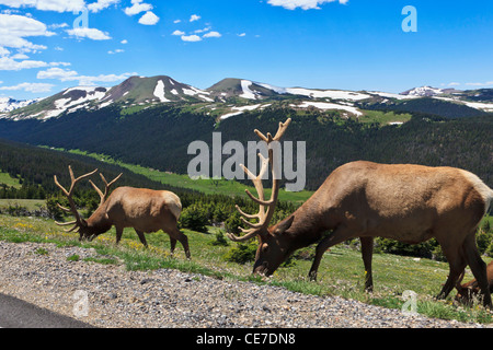 USA, Colorado, Rocky Mountain Nationalpark, Stier Elche (Cervus Elaphus Canadensis) feed entlang Trail Ridge Road. Stockfoto