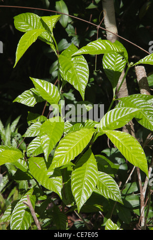 USA, Florida, Fakahatchee Strand Wildkaffee. Stockfoto