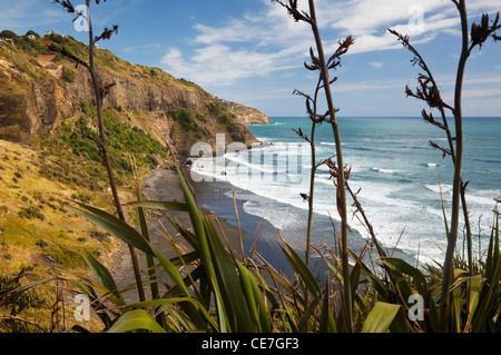 Blick entlang der Maori Bay.  Muriwai Beach, Auckland, Nordinsel, Neuseeland Stockfoto