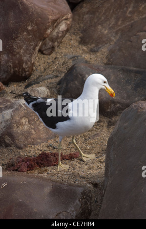 Eine Kelp Gull (Larus Dominicanus) Fütterung auf die Reste der Plazenta einer Kap-Pelz-Dichtung. Cape Cross Robbenkolonie, Namibia. Stockfoto