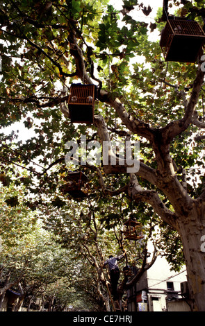 Vogelkäfige aufhängen an einem Baum in der Stadt Shanghai China Stockfoto