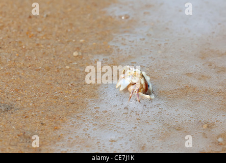 Krabben Sie in Muschel am Meeresstrand in Thailand Stockfoto