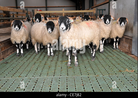 Swaledale Wetter Lämmer in Gebäude mit Spaltenboden zu reinigen. Stockfoto