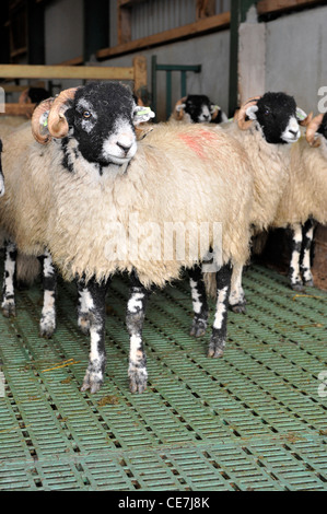 Swaledale Wetter Lämmer in Gebäude mit Spaltenboden zu reinigen. Stockfoto