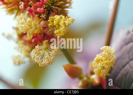 Wunderbaumes Ricinus Communis. Nahaufnahme Detail ungewöhnlich kleine gelbe Blüten. Stockfoto
