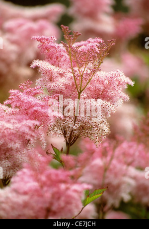 Asiatische, Filipendula Vulgaris, rosa. Stockfoto