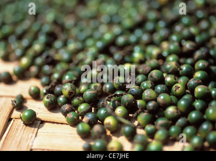 Pfeffer, Piper Nigram, grün. Stockfoto