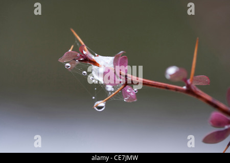 Berberitze, Berberis Sorte, lila, grau. Stockfoto