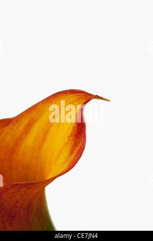 Lily, Arum Lilie, Calla Lilie, Zantedeschia Aethiopica, Orange, weiß. Stockfoto
