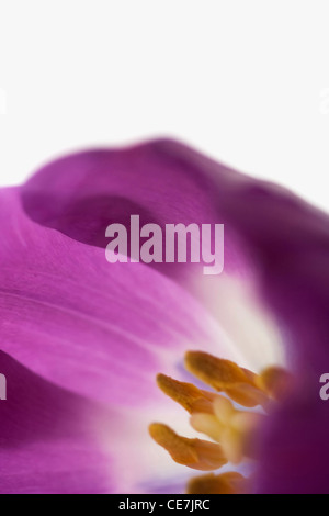 Tulpe, Zwerg Tulpen, Tulipa Sorte, lila, weiss. Stockfoto