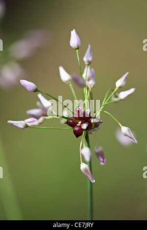 Lauch, Allium Roseum, lila. Stockfoto