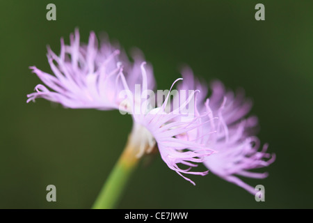 Fransen Pink (Dianthus Hyssopifolius). Perafita Tal. Pyrenäen. Andorra. Stockfoto