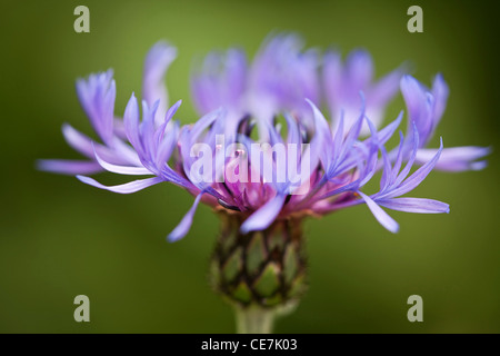 Größere Flockenblume, Centaurea Scabiosa, blau, grün. Stockfoto