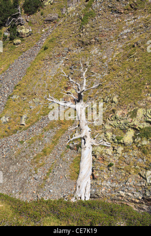 Bergkiefer (Pinus Uncinata) tot. Naturpark Posets-alles. Pyrenäen. Huesca. Aragon. Spanien. Stockfoto