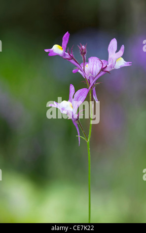 Fee Leinkraut, Linaria Moroccanan, violett. Stockfoto